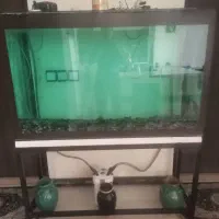 آکواریوم|ماهی|کرمان, |دیوار