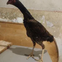 جوجه خروس لاری