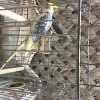 جفت عروس هلندی همراه دو جوجه و قفس|پرنده|تهران, نازی‌آباد|دیوار