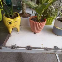 گل های اپارتمانی