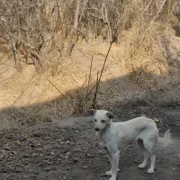 اشپیتز رایگان|سگ|تبریز, |دیوار