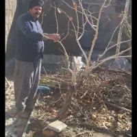 حرس پیوند انگور وتمام درختان