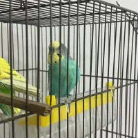 مرغ عشق نر خوش رنگ بالغ|پرنده|قائم‌شهر, |دیوار