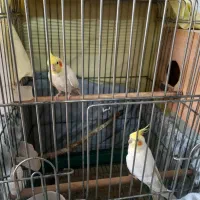 عروس هلندی لوتیتو رام و دستی|پرنده|آمل, |دیوار