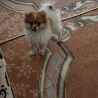 سگ پامرانین