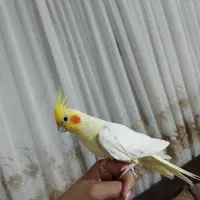 لوتینو ماده بالغ
