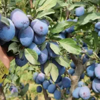 پیشفروش نهال آلو بخارا