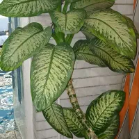 گل دیفن|گل و گیاه طبیعی|اندیمشک, |دیوار