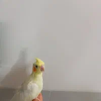 عروس هلندی زعفرونی|پرنده|یزد, |دیوار