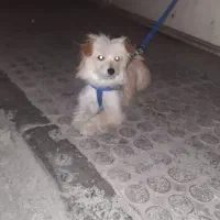 سگ پامریئن|سگ|ابهر, |دیوار