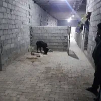 استبل اسب|اجارهٔ خانه و ویلا|اصفهان, قهجاورستان|دیوار