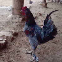 خروس جوان وزیبا