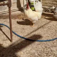 خروس پاکوتاه