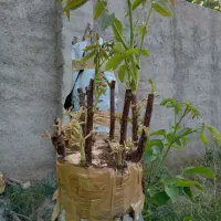 هرس وپیوندانواع درخت