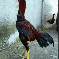 خرپس لاری جوان بامرغ تخمی جوان|حیوانات مزرعه|بیرجند, |دیوار