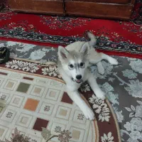 توله سگ هاسکی