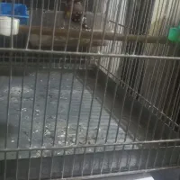 سره گل قفل حربه کلنگی