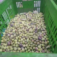 روغن زیتون فرابکر تازه ضمانت خلوص ۱۰۰درصد