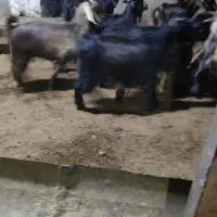 کهره چاق|حیوانات مزرعه|بندر گناوه, |دیوار