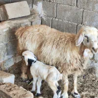 میش داشتی  بره دار بی مثل بختیاری|حیوانات مزرعه|شیراز, شاپورجان|دیوار