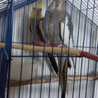 عروس هلندی مولد|پرنده|سمنان, |دیوار