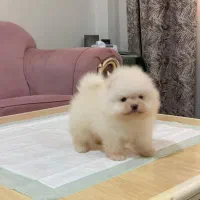 پامرانین سفید|سگ|رشت, لاکانی|دیوار