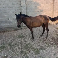 مادیان 3سال درشت