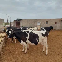 گاو شیری صنعتی درجه یک با گوساله