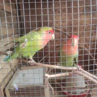 طوطی برزیلی|پرنده|کازرون, |دیوار