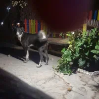 واگذاری قهدریجانی ۷ماهه