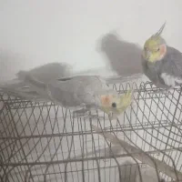 فروش عروس هلندی|پرنده|قدس, شهر‌قدس|دیوار