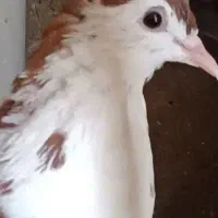 کفتر ریش همراه جوجه