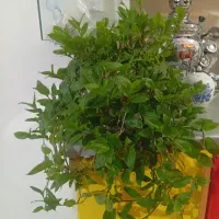 گل زیبا