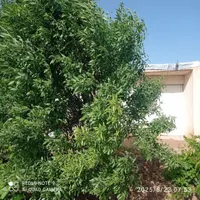 باغ انگور سرحال بارده با بنا7/200متری|فروش دفتر صنعتی، کشاورزی، تجاری|تاکستان, |دیوار