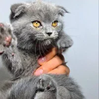 گربه اسکاتیش اصیل