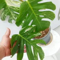 برگ انجیری ابلق|گل و گیاه طبیعی|تهران, تهرانسر شرقی|دیوار