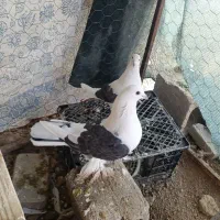 دوکت نر ماده جفت