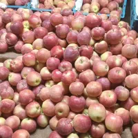 سیب درختی|خوردنی و آشامیدنی|قم, زند آباد|دیوار