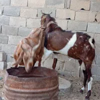 پازن بردخون بزگ