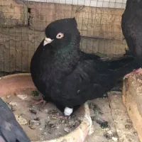 زاغ چشم‌نوک ماده مست مست بازیکن پرشی