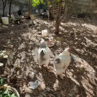 خروس برهما لایت|حیوانات مزرعه|هشتگرد, خور|دیوار