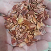 تخمه هندوانه بذری