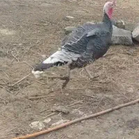 بوقلمون نر نژاد انگلیس