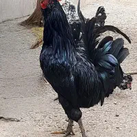 جوجه گلین لری اصیل و تخم گلین لری