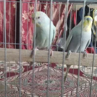 فروش یک جفت مرغ عشق رینبو|پرنده|سراوان, |دیوار