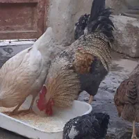 خروس محلی بزرگ