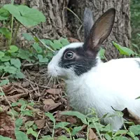 واگذاری خرگوش|موش و خرگوش|بروجرد, |دیوار