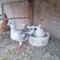 کفتر|پرنده|تربتحیدریه, مسجد جامع|دیوار