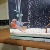 ماهی فلاور هورن تایلندی|ماهی|اصفهان, دشتستان|دیوار