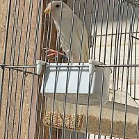 دو عدد قناری سفیدنر و یک عددسفید آهویی ماده|پرنده|کازرون, |دیوار